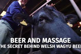 Debunking the Myth: The Truth Behind Wagyu Cows and Massage Therapy